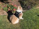 Portable Dog Locator Collar Tracker w/ Android iPhone Compatible Apps Size:XS