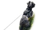 Portable Dog Locator Collar Tracker w/ Android iPhone Compatible Apps Size:XS