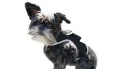 Portable Pet GPS GSM Tracker Rechargeable Wireless Mini Surveillance Size:XS