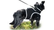 Rechargeable Pocket GPS Mini Cell Phone Pet Tracking Device Waterproof Size:XS