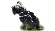 Realtime Pet Tracking Pet Tracker Mini Waterproof Dog GPS Tracker w/ Apps Size:XS