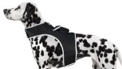 Portable Collar Mount Waterproof GSM GPRS GPS Phone Pet Tracker w/ App Size:XS